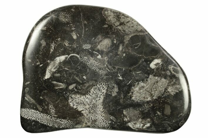 Polished Devonian Fossil Coral and Bryozoan Plate - Morocco #290336